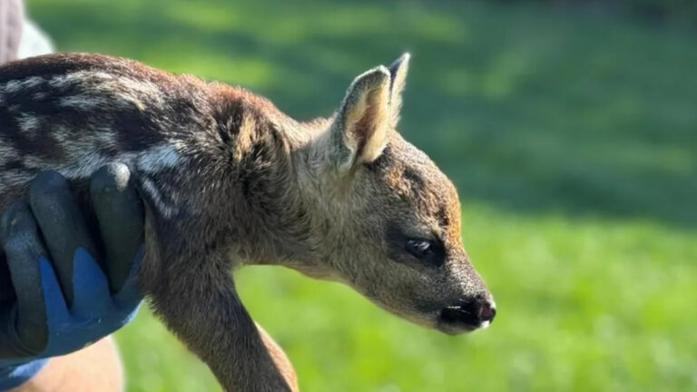Les chasseurs mobilisés pour sauver les faons des fauches