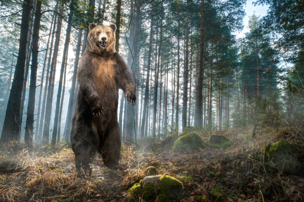 Grizzli