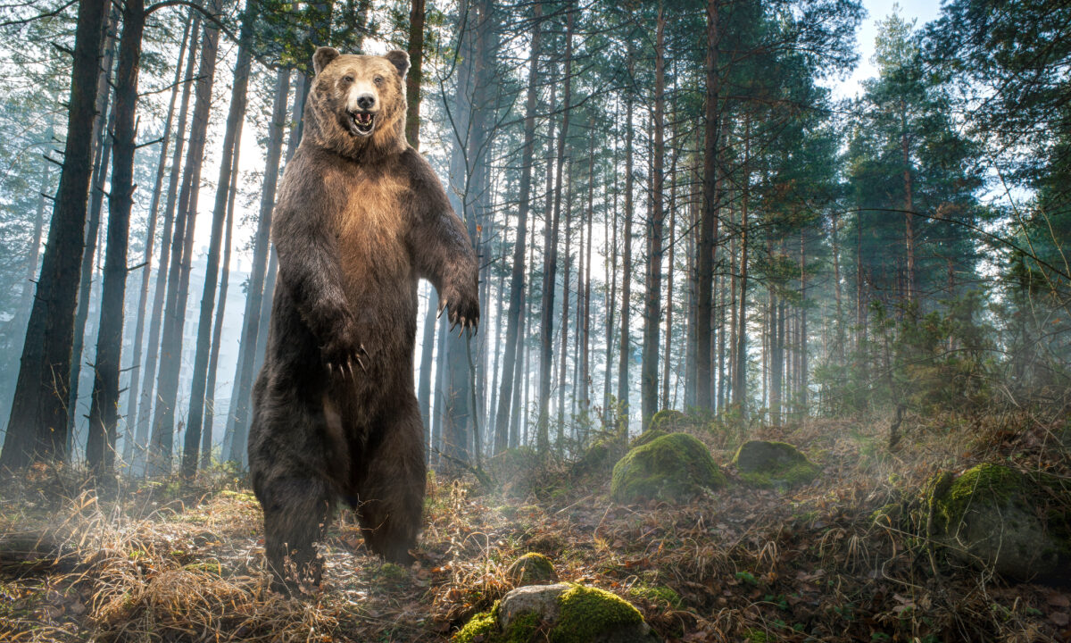 Grizzli