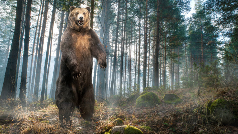 États-Unis : un randonneur probablement tué par un ours dans le parc de Glacier