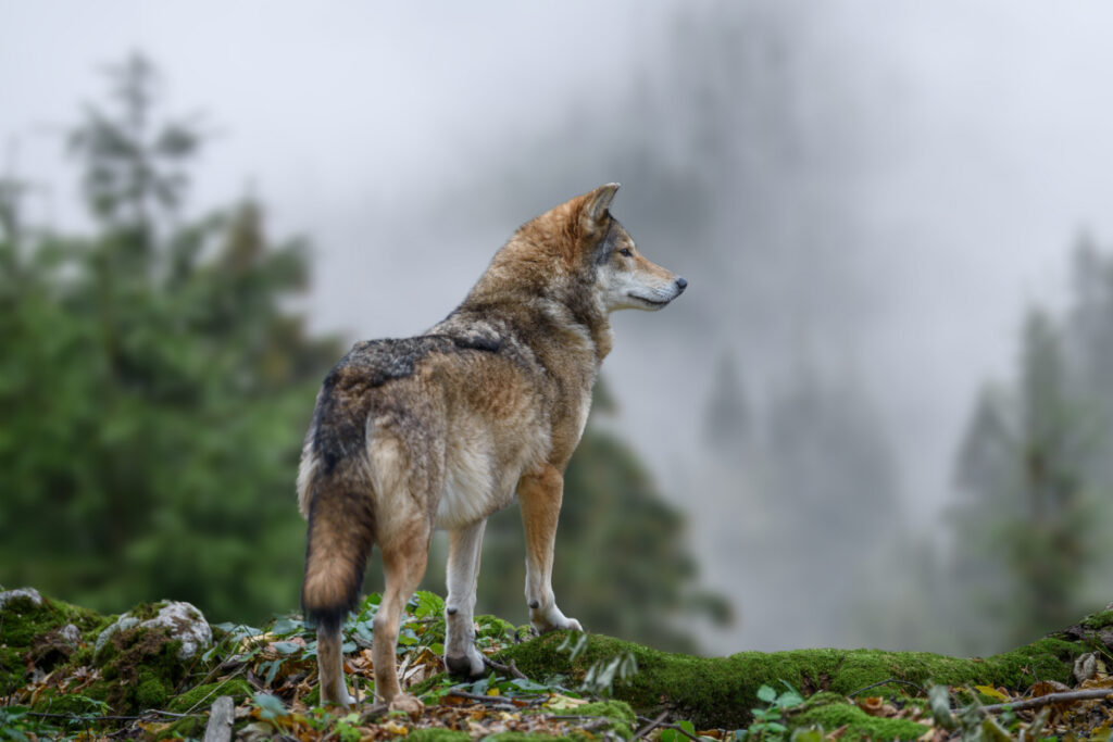 Loup
