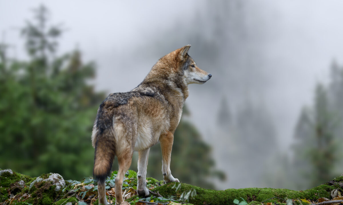 Loup