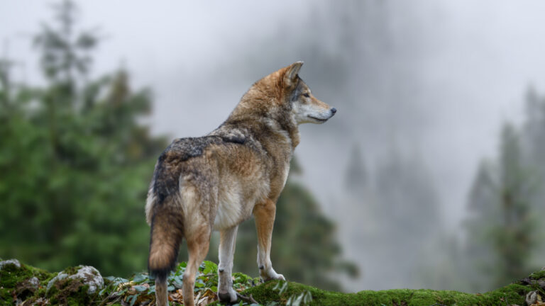 « Les Alpes ne sont pas une réserve à loups » : la colère des éleveurs après le transfert d’une louve capturée en Normandie