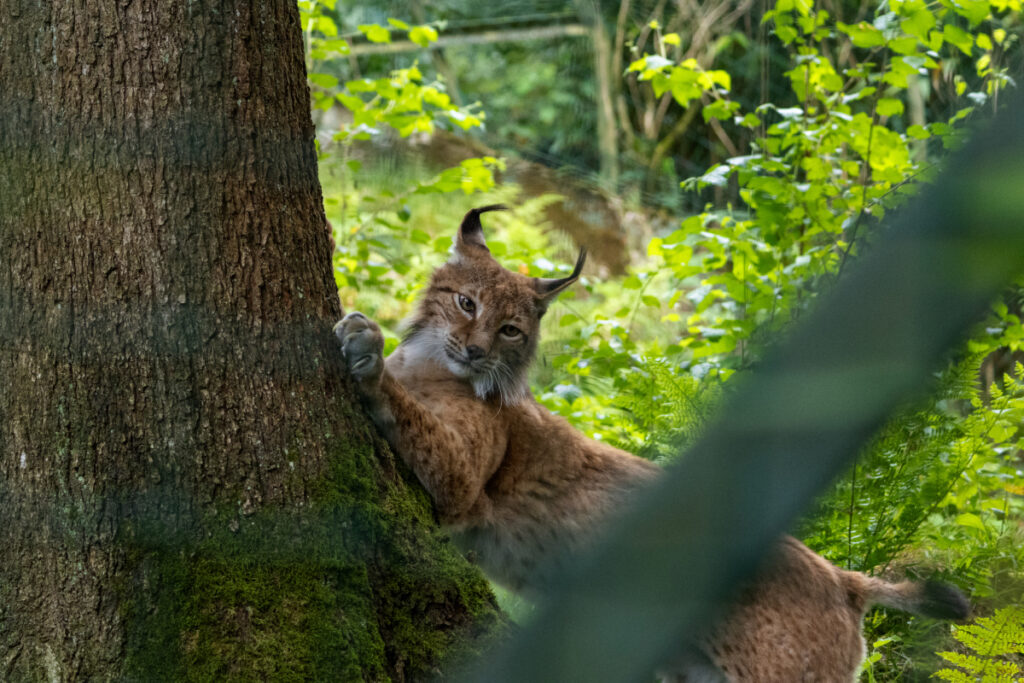 Lynx Boréal