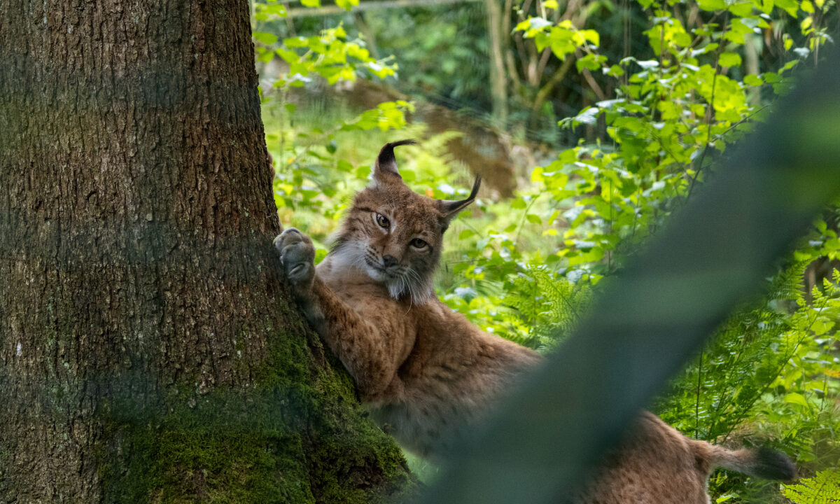 Lynx Boréal