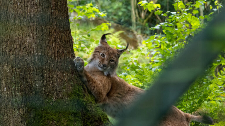 Lynx: En Suisse, on commence à se poser des questions sur des tirs de régulation