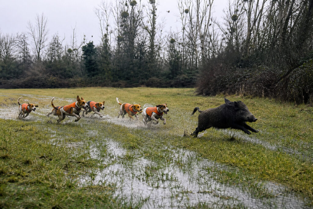 Menée d'un sanglier par une meute de beagles