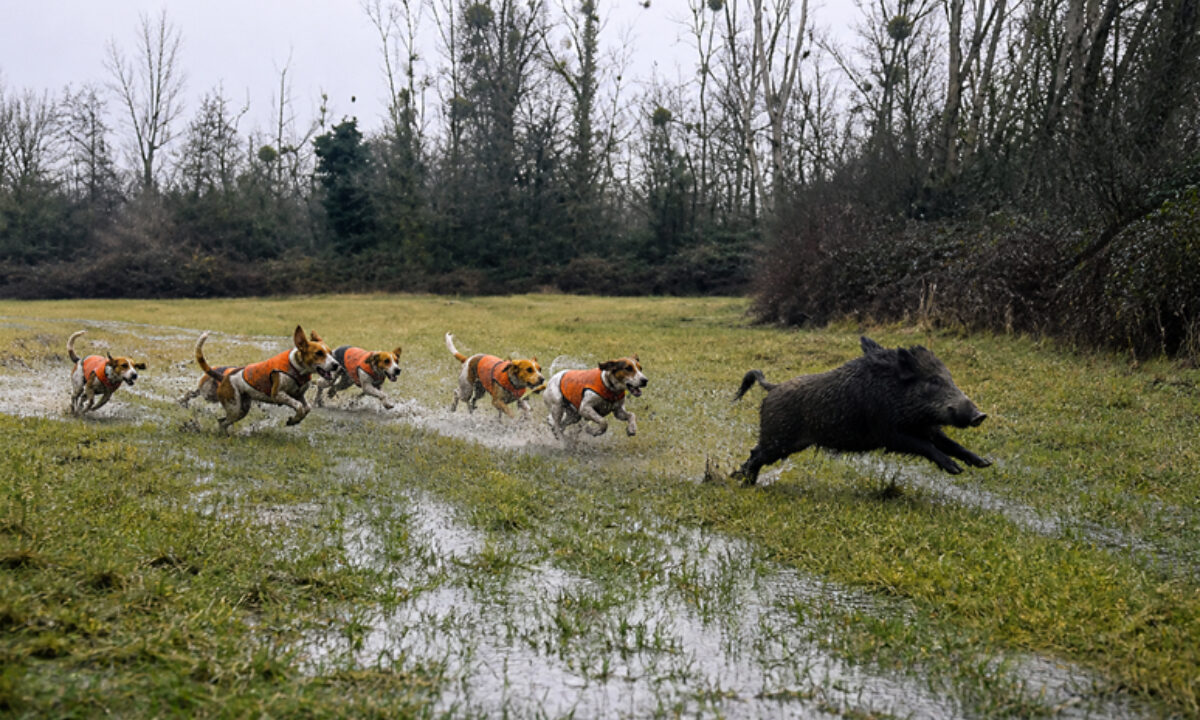 Menée d'un sanglier par une meute de beagles