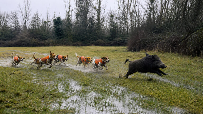 Chasse du sanglier en Bretagne: une meute de beagles qui déménage !