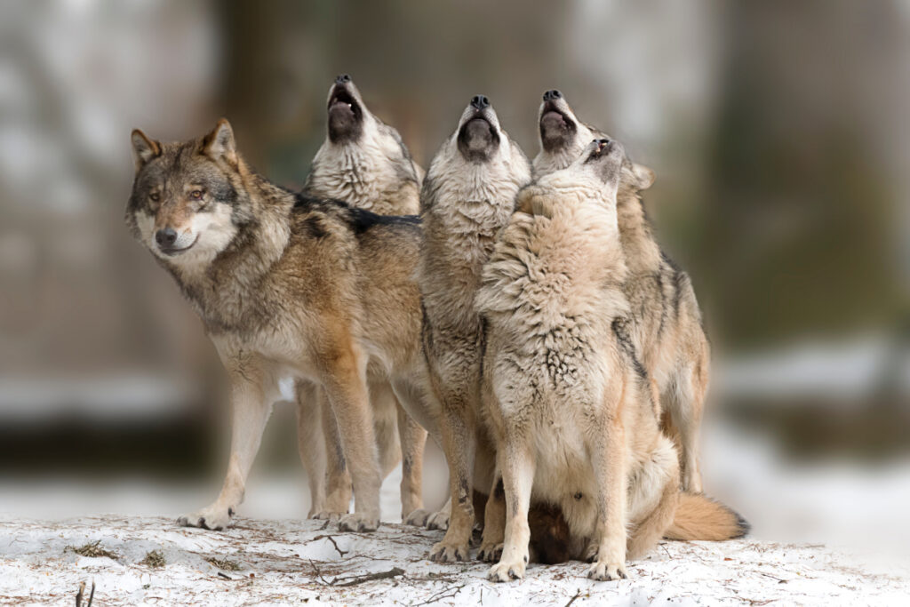 Meute de loups