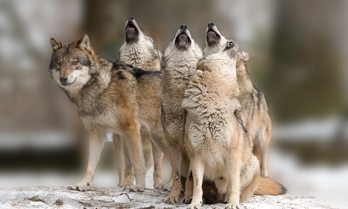 Meute de loups