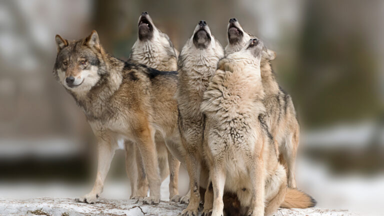 Vague d&rsquo;attaques sur les troupeaux: une meute de loup en formation dans la Meuse ?