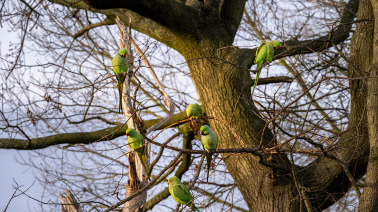 Perruches à collier : l’Oise face à une invasion qui dérange