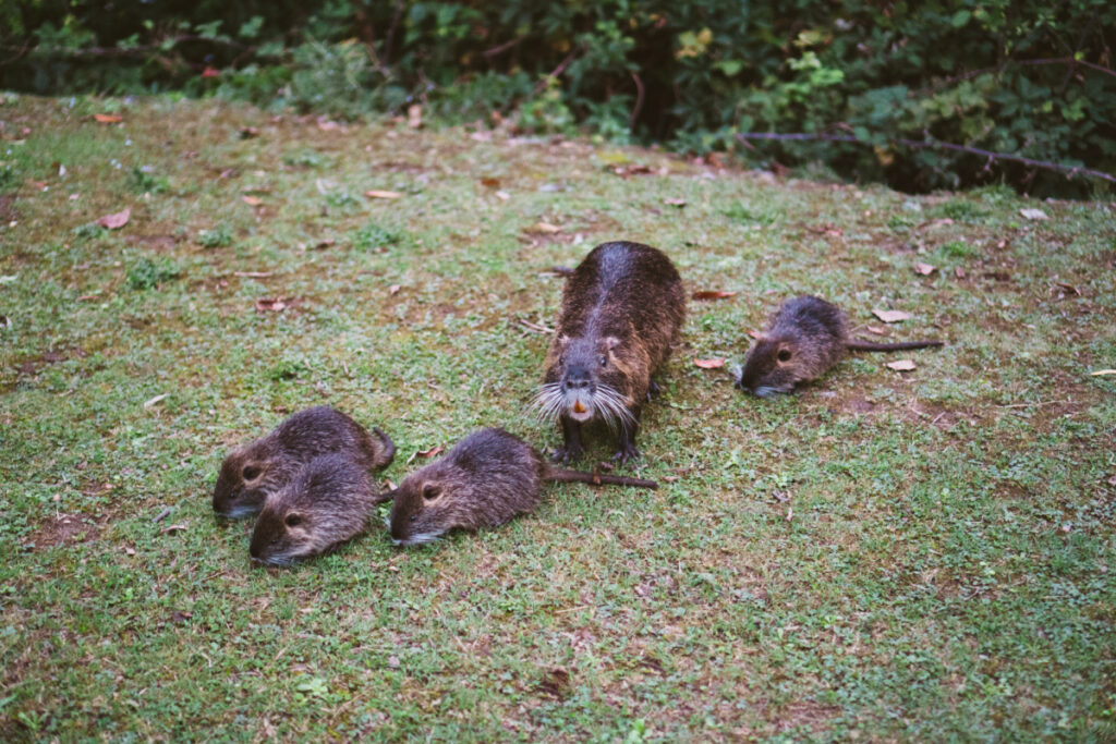 Ragondins