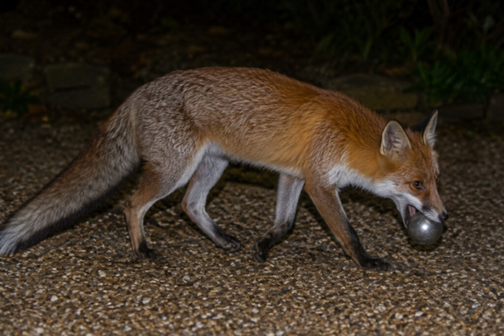 Renard voleur de boules