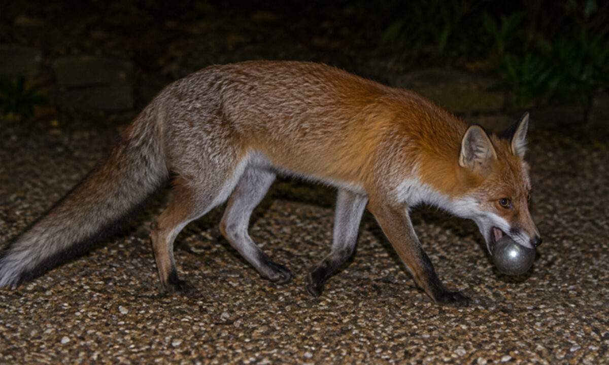 Renard voleur de boules