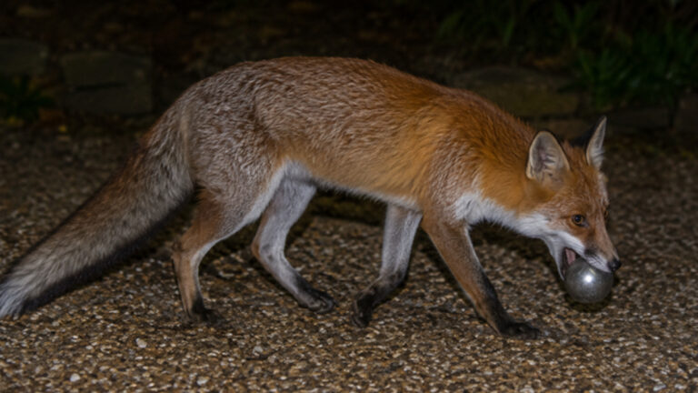 Dordogne : un renard vole 19 boules de pétanque à un couple