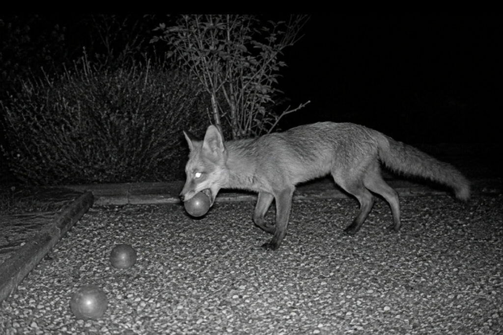 Renard voleur de boules de pétanque