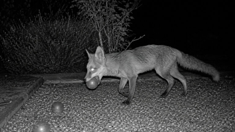 Renard voleur de boules de pétanques: un précédent dans le Gers il y a 14 ans !