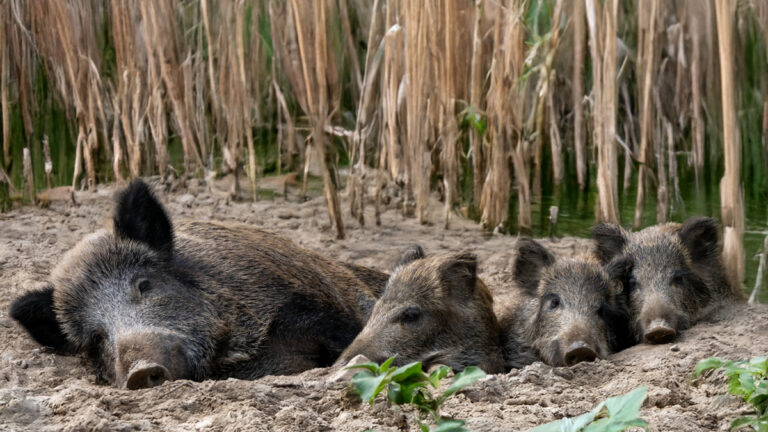 Alsace: Paysans, chasseurs et écologistes, tous d&rsquo;accord face à la surpopulation de sangliers