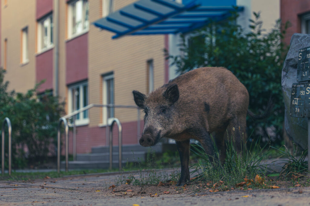 Sanglier en ville