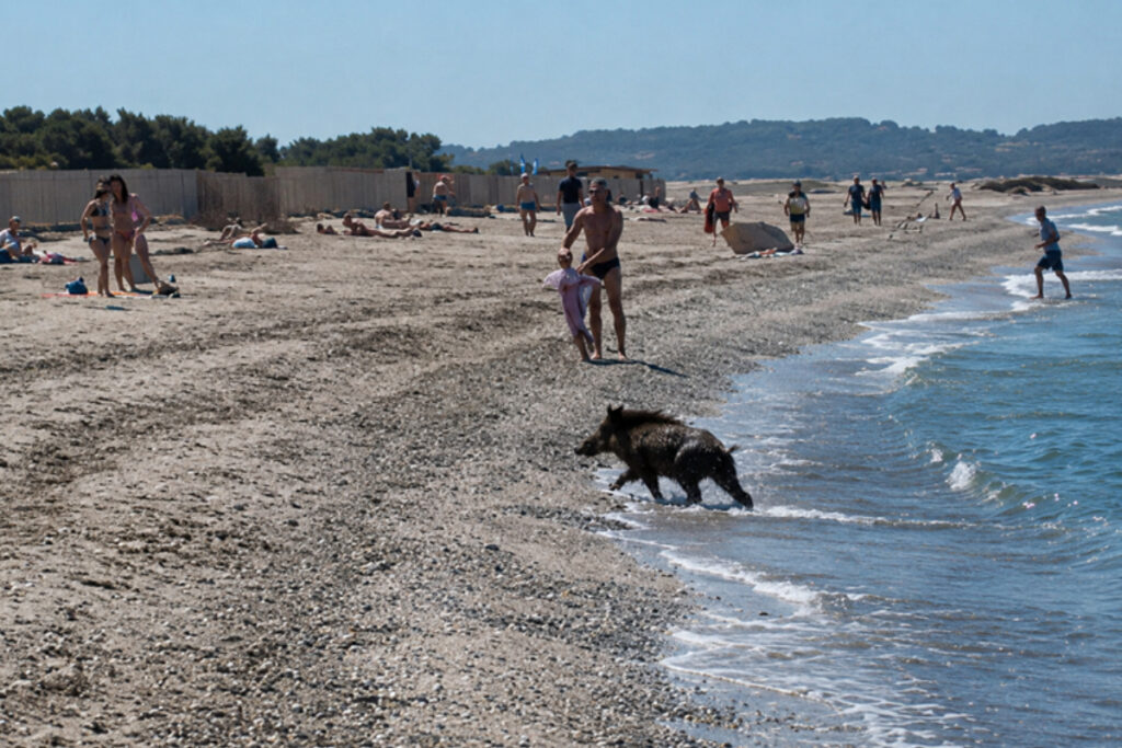 Sanglier sur la plage