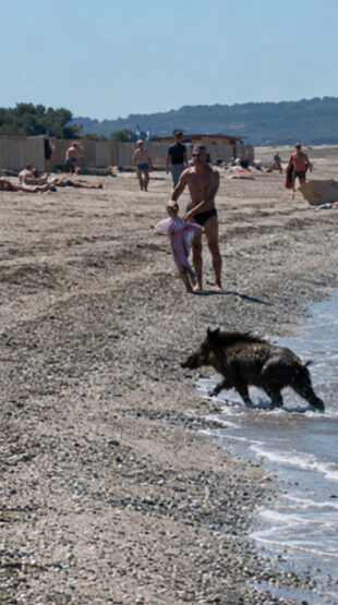 Hyères : un sanglier surgit de la mer et sème la panique sur une plage