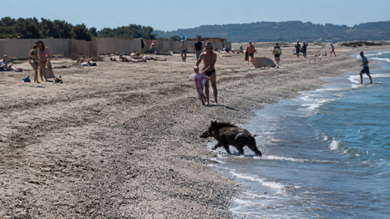 Hyères : un sanglier surgit de la mer et sème la panique sur une plage