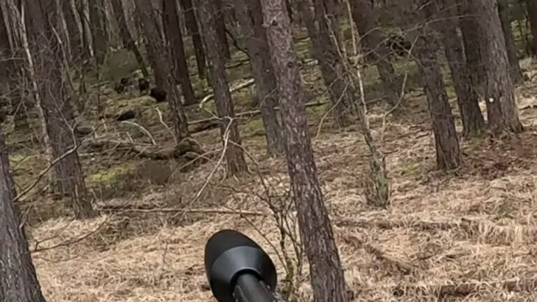 Triplé de sangliers pour ce jeune chasseur de Sologne