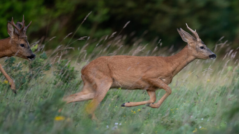 Chasse estivale du chevreuil : les règles à connaître absolument