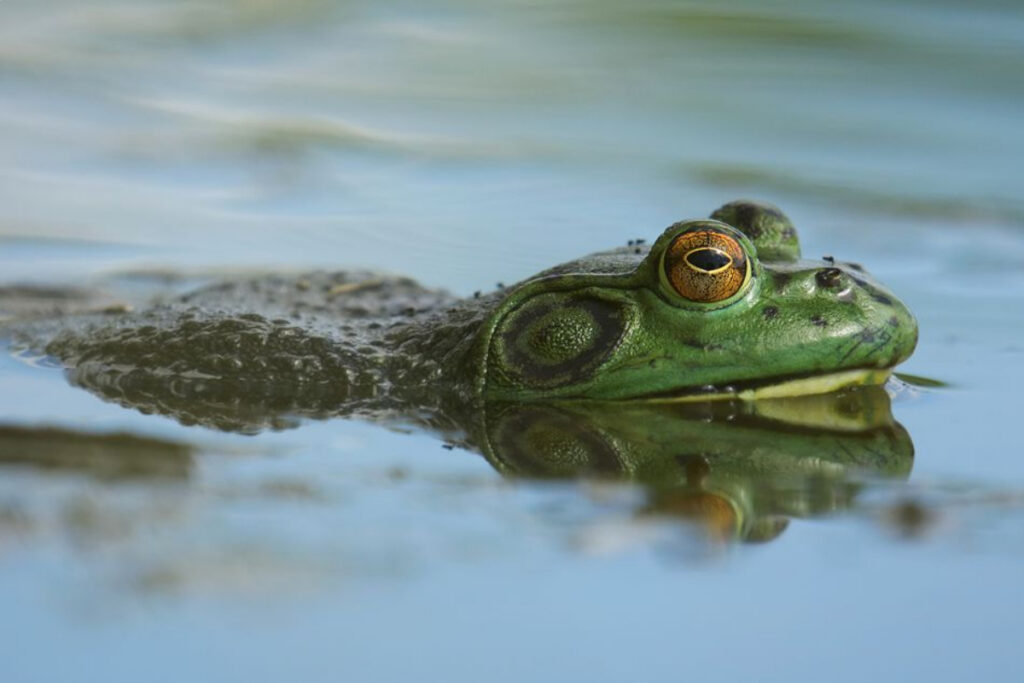 grenouille-taureau (Lithobates catesbeianus)