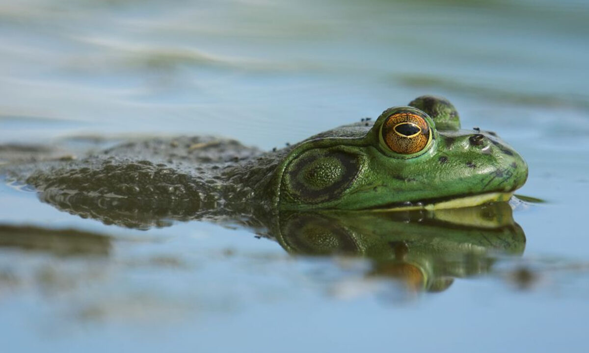 grenouille-taureau (Lithobates catesbeianus)