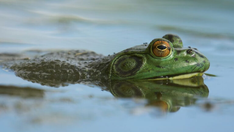 Grenouille-taureau : une espèce invasive sous surveillance