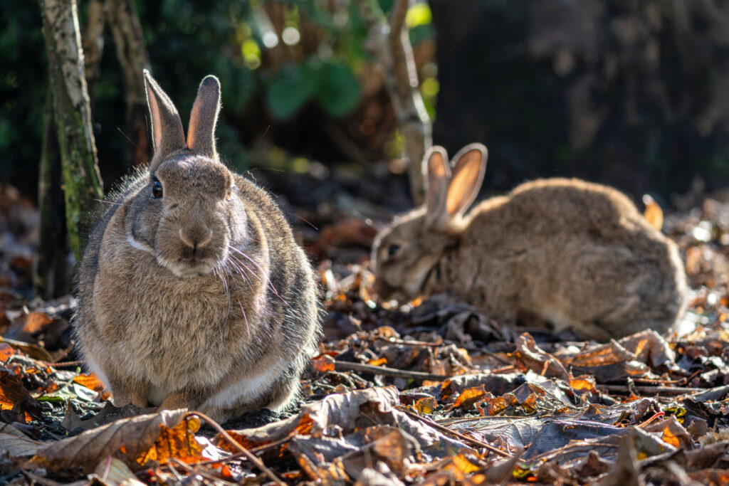 lapins de garenne
