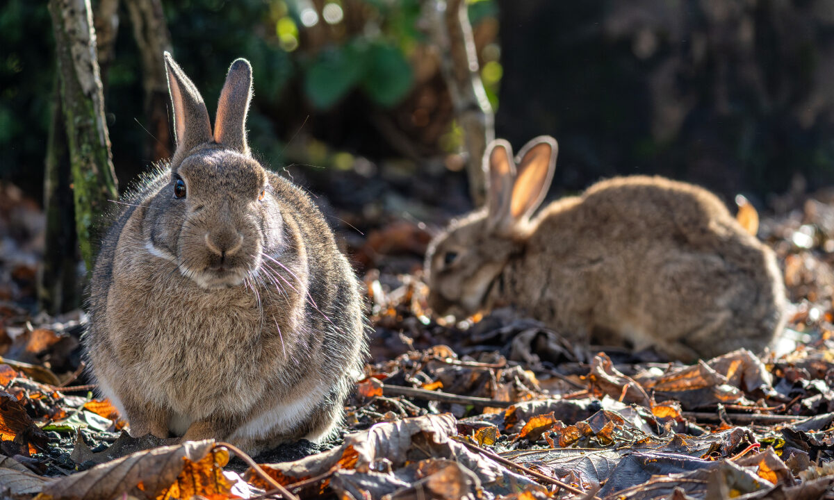 lapins de garenne