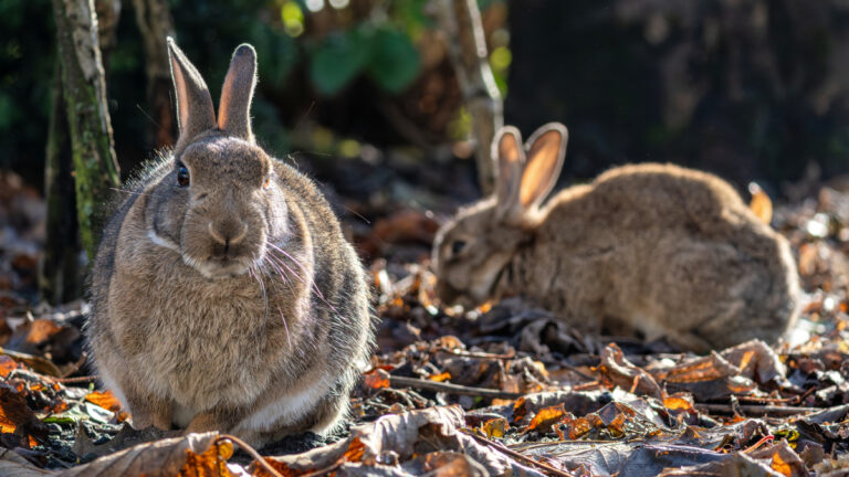 Lapins dans l’Hérault : l’État durcit encore le ton face à une situation devenue critique