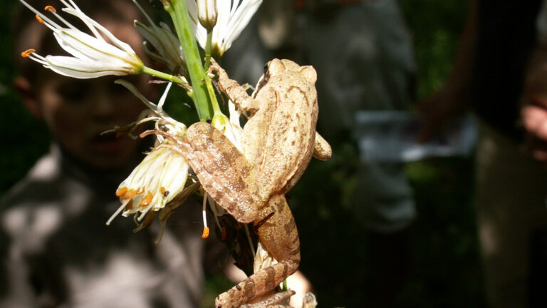 Amphibien Espace Naturel Sensible de Morogues Cher