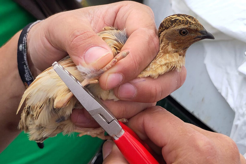 Baguage caille des blés