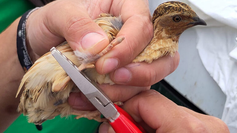La caille des blés sous surveillance : les chasseurs européens se mobilisent