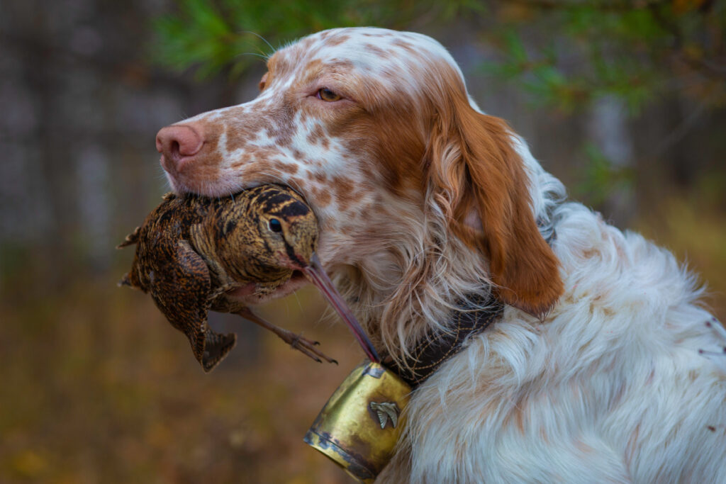 Bécasse des bois chien d'arrêt