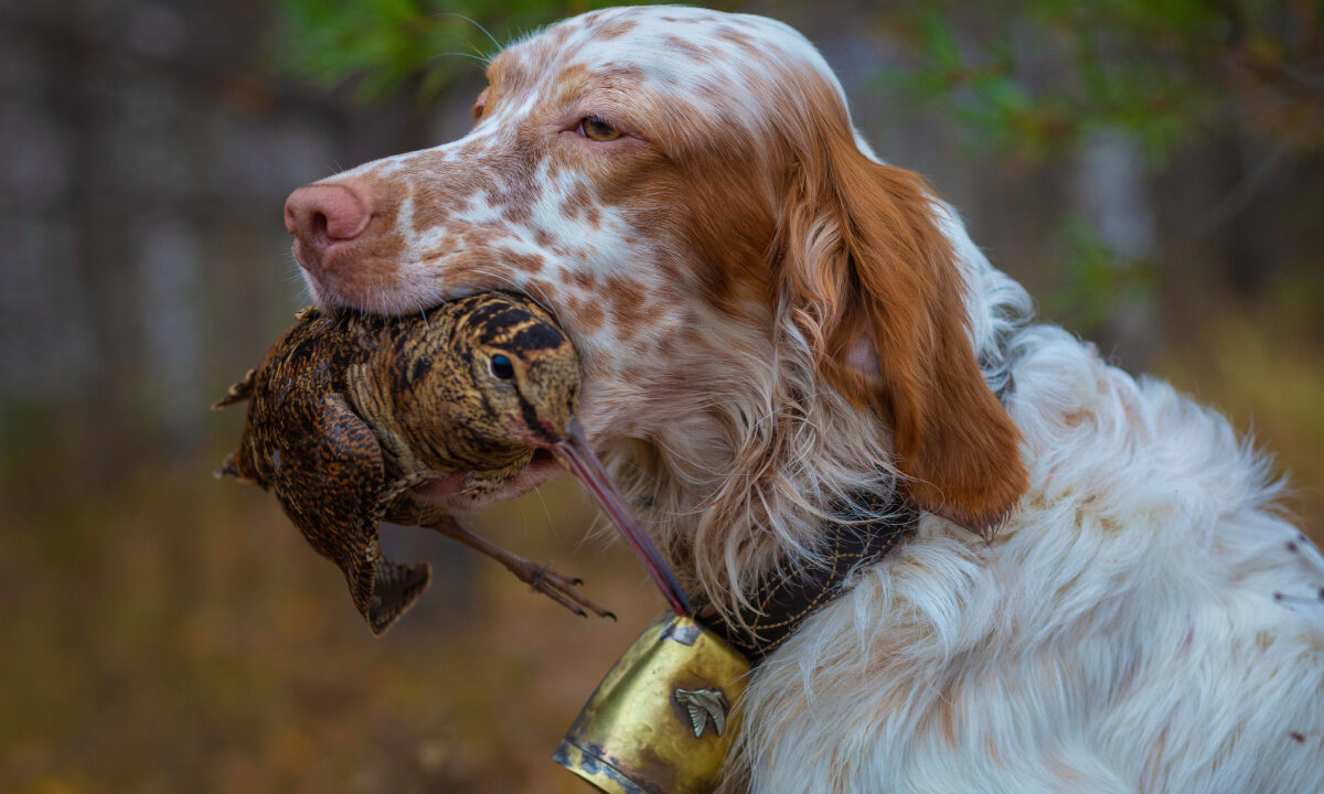 Bécasse des bois chien d'arrêt
