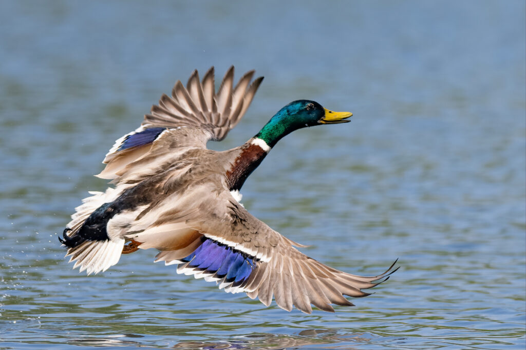 Canard colvert