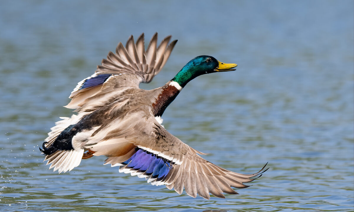 Canard colvert