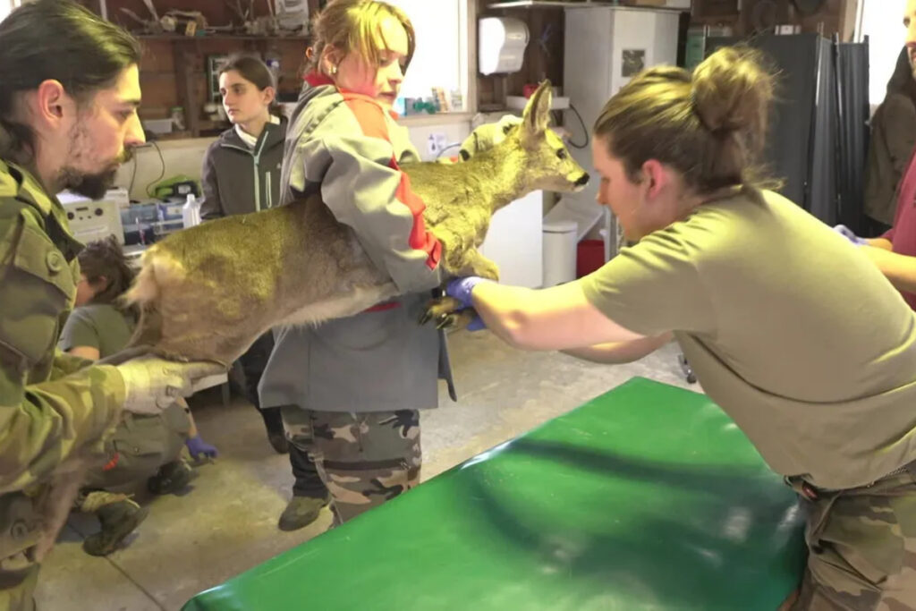 Capture de chevreuil à des fins scientifiques
