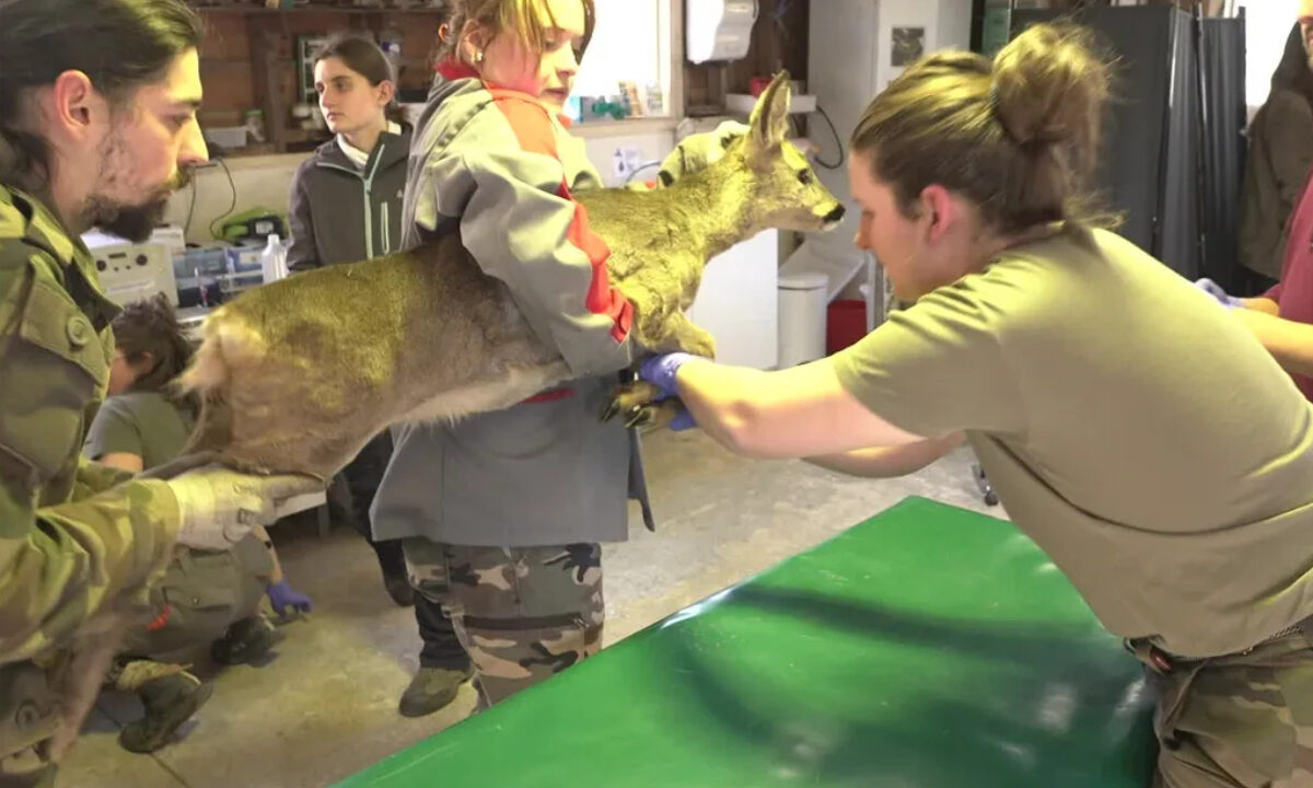 Capture de chevreuil à des fins scientifiques