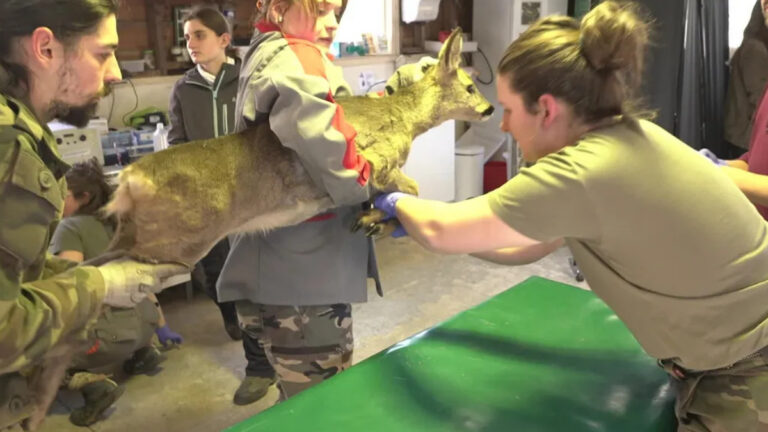 Deux-Sèvres: des chasseurs mobilisés pour capturer des chevreuils à des fins scientifiques