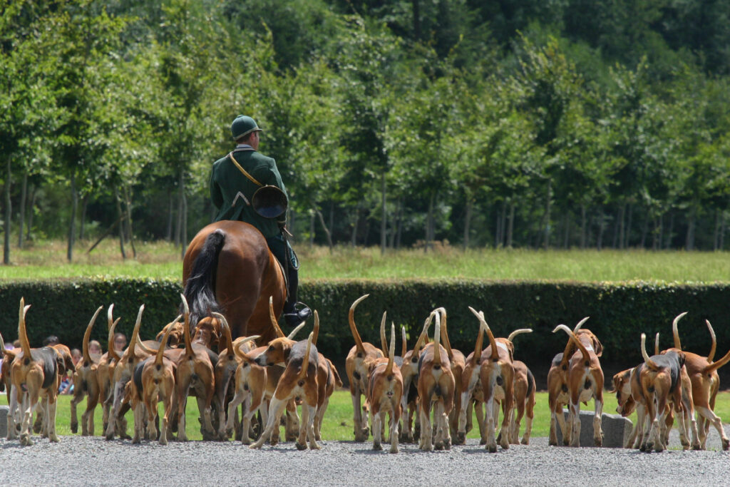 Chasse à courre