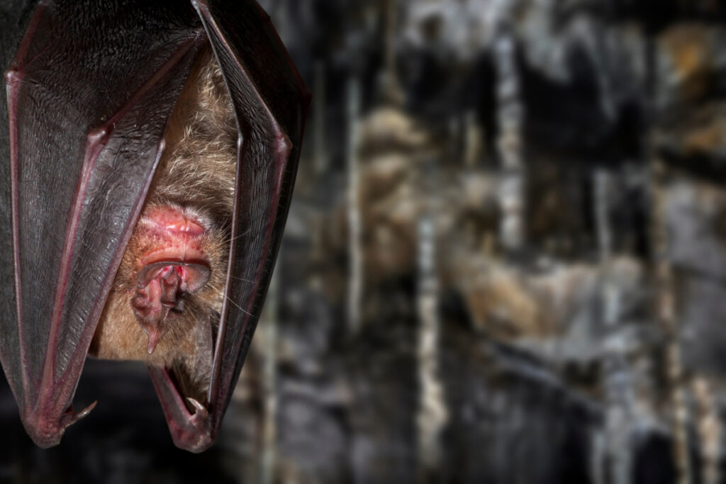 Chauve-souris