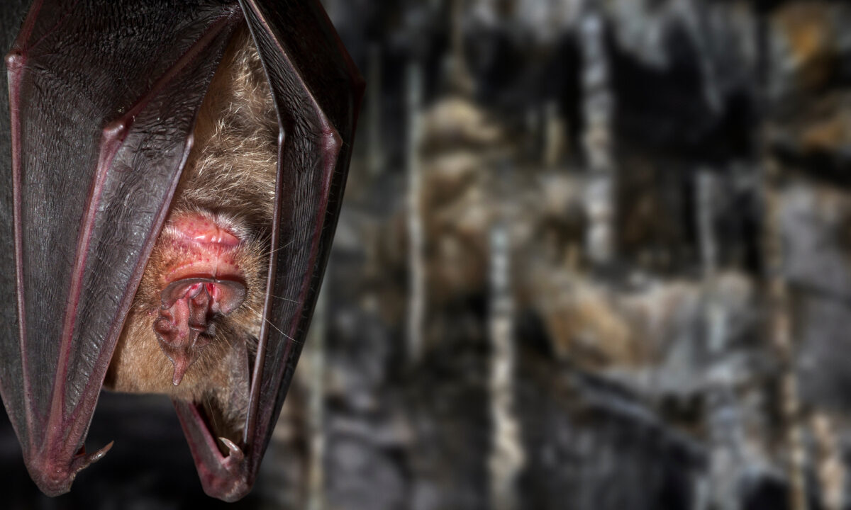 Chauve-souris