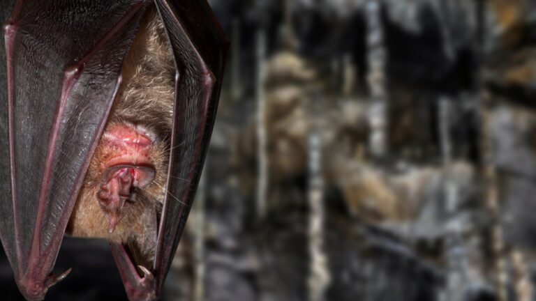 Chauves-souris : les chasseurs de l’Aube invitent le public à les découvrir